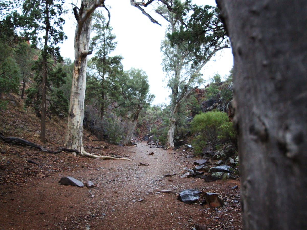 Ikara Flinders Ranges National Park Flinders Ranges Nature Trails