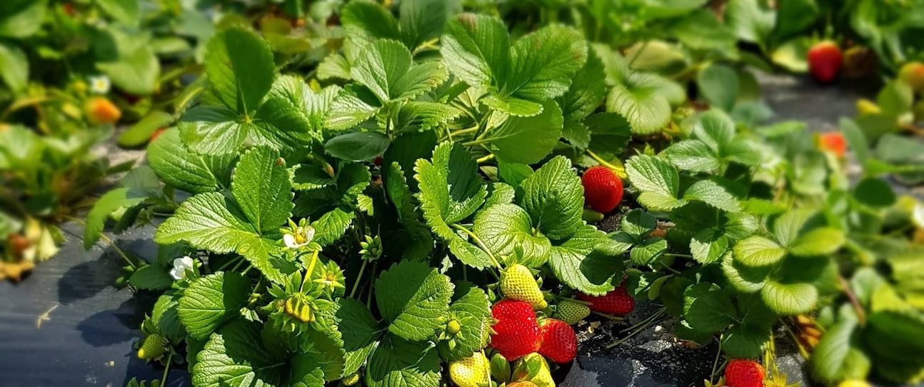 Your guide to strawberry picking in Perth