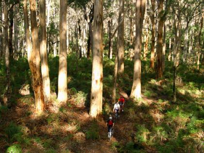 dirty detours mountain bike adventures