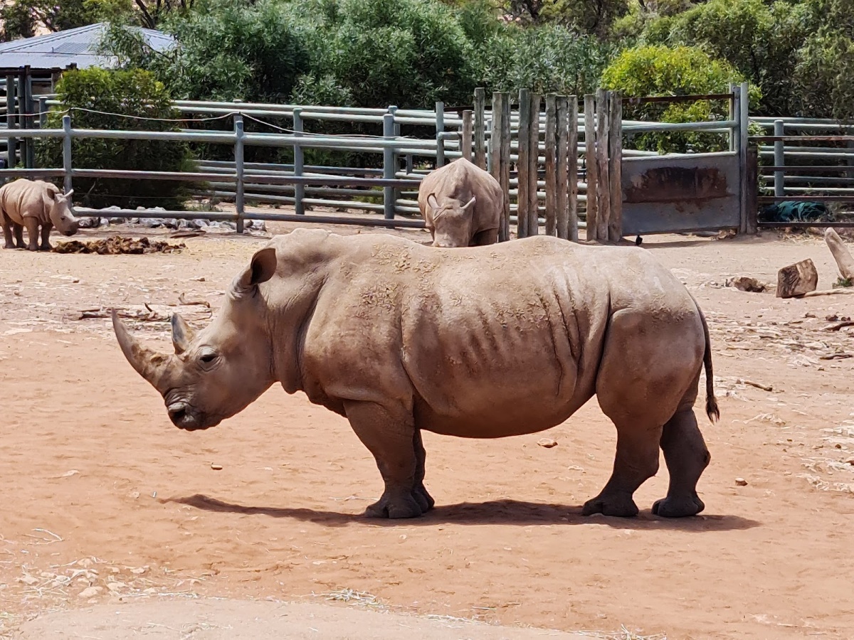 Monarto Safari Park - Monarto Tours & Attractions | localista