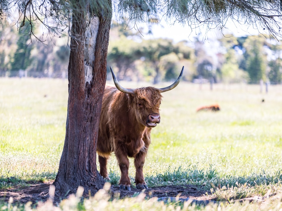 Picnic Areas In Victoria localista