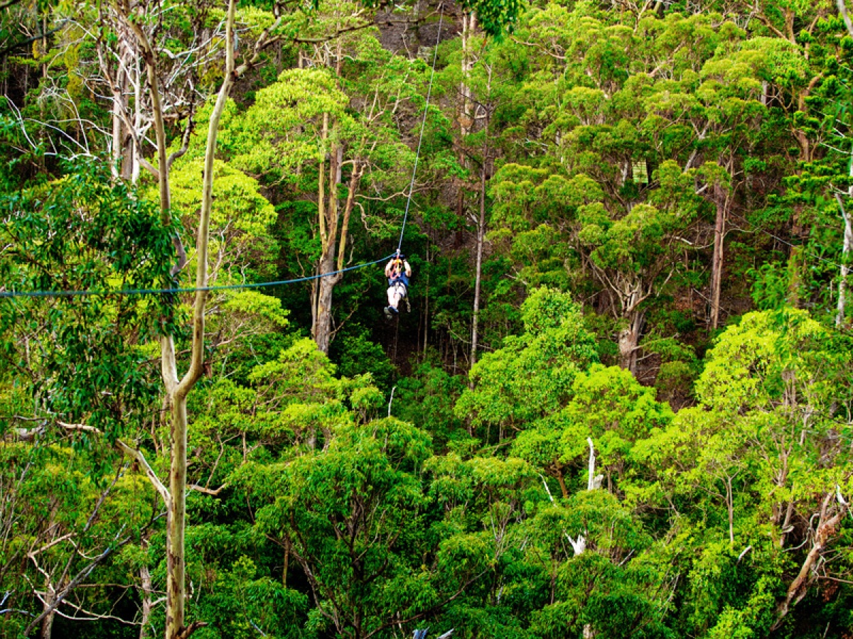 Treetop Challenge Gold Coast Australia's Largest Adventure Park