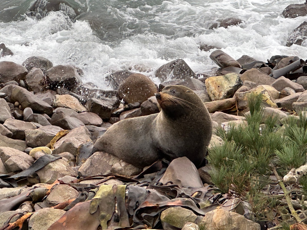 Katiki Point Lighthouse - Moeraki Attractions | localista