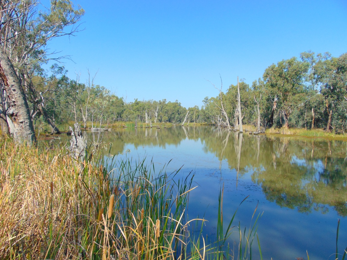 Gunbower National Park - Gunbower Attractions | localista