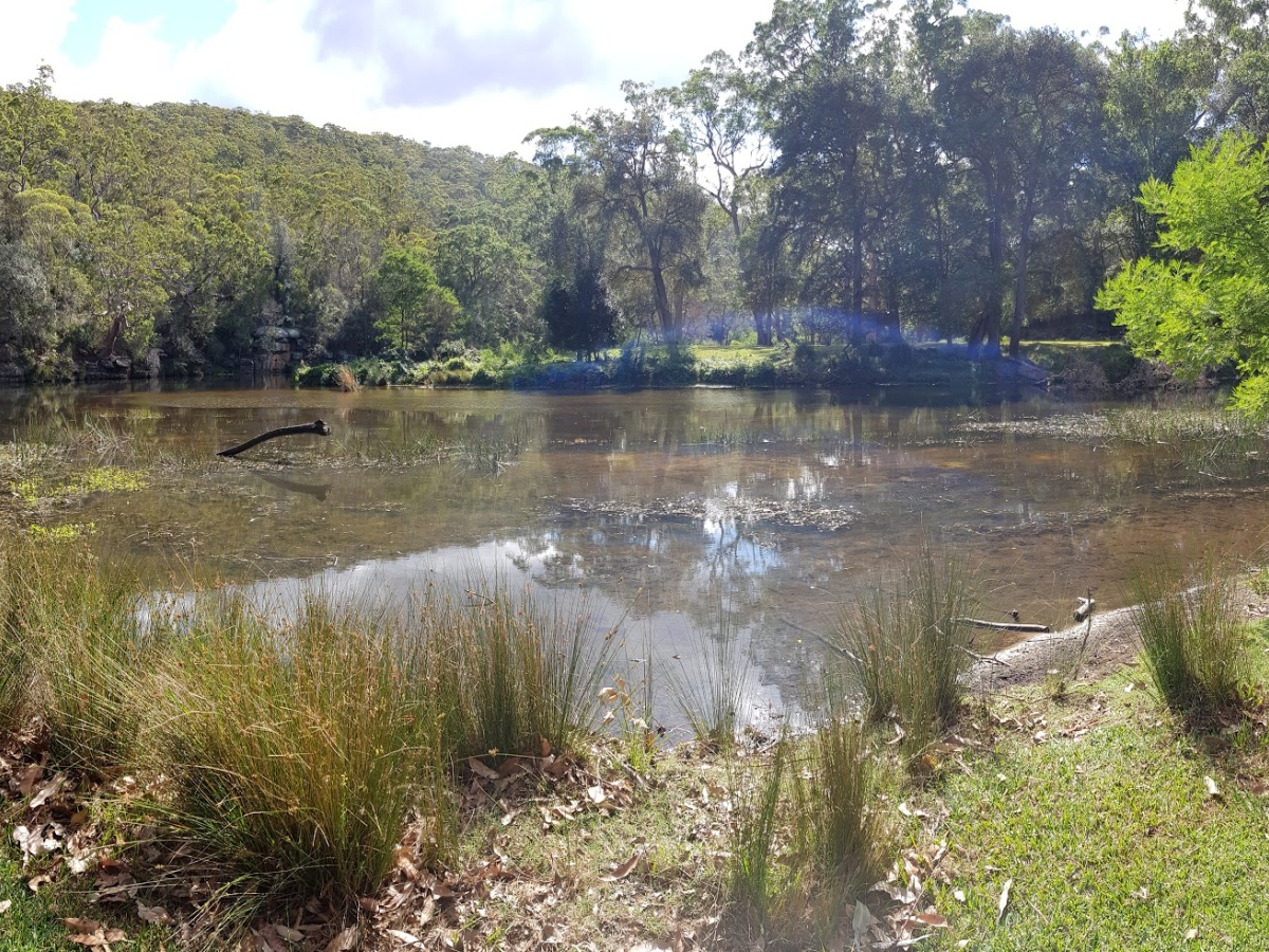Wattle Forest Picnic Area Royal National Park Attractions localista