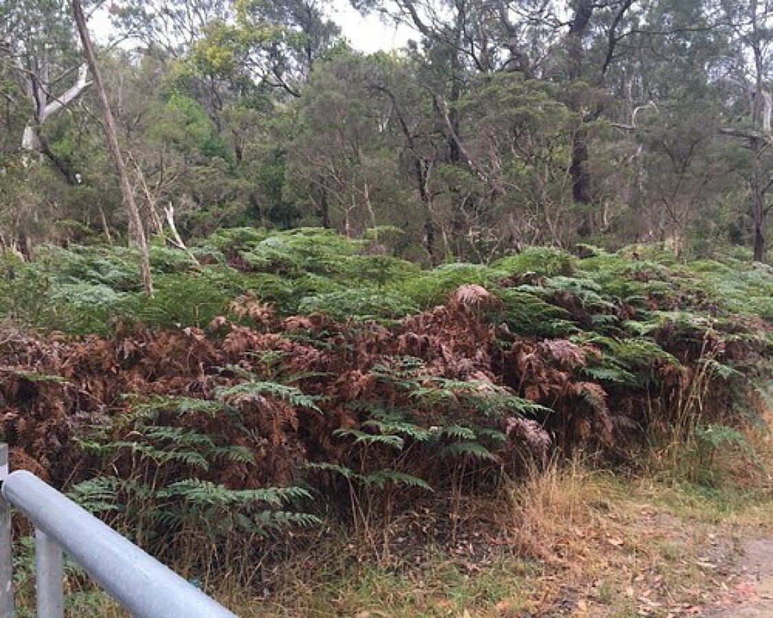 Mt Eliza Regional Park Mount Eliza Attractions localista