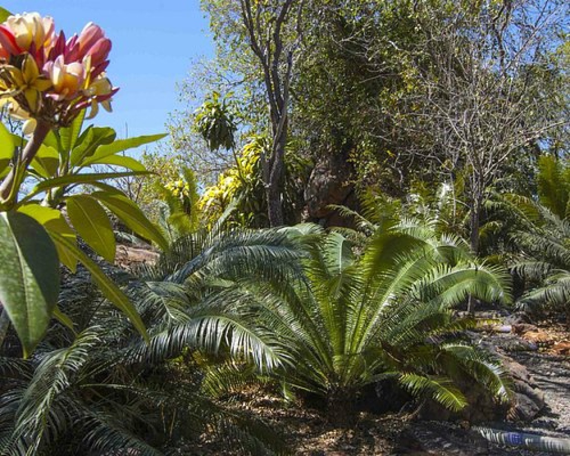 Jurassic Cycad Gardens - Katherine (Town) Attractions | localista